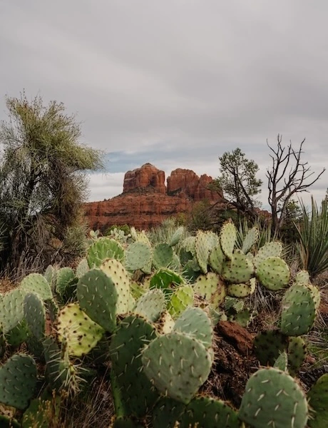 Prickly pear cacti and desert plants in the foreground with Sedona red rock formations under a cloudy sky in the background.