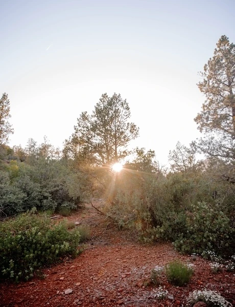 Sunlight shining through trees in a desert landscape with red dirt, bushes, and a clear sky in the background.