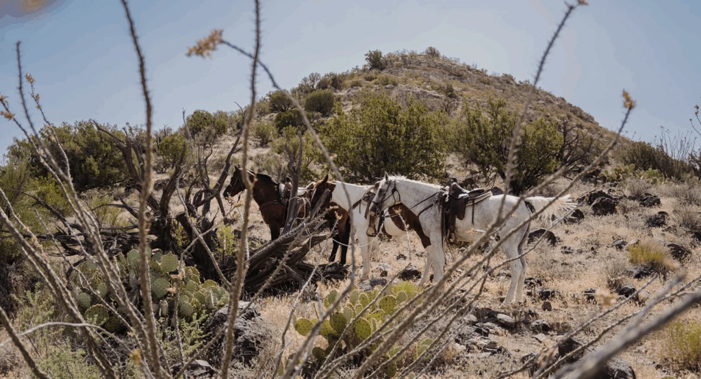 Saddle and Sip experience, one of the activities in Sedona offered at Ambiente.