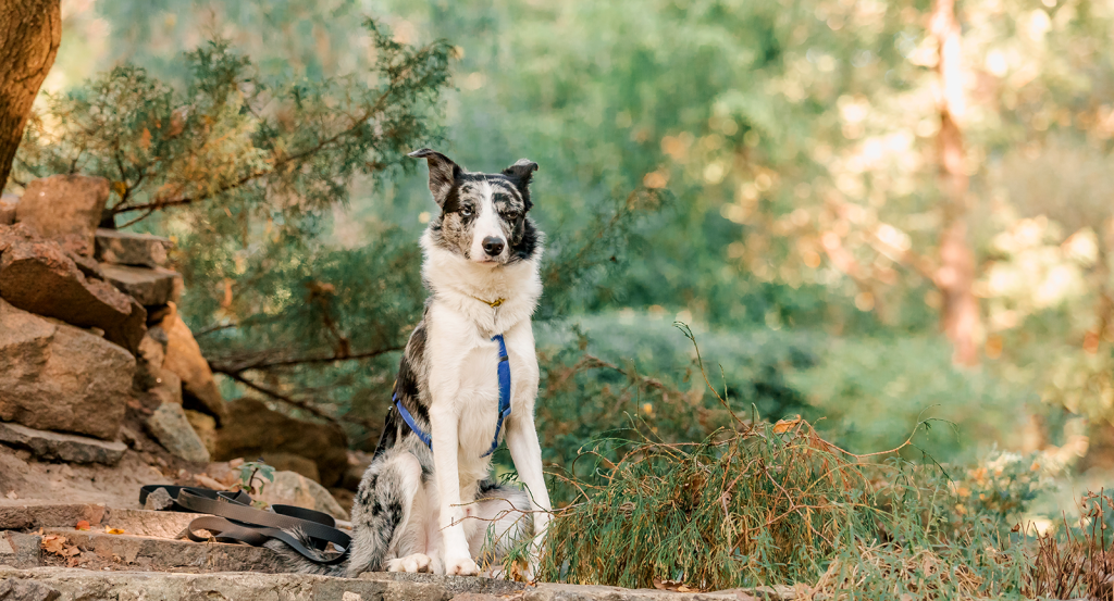 A border collie dog sitting on red rocks during a dog-friendly hike in Sedona