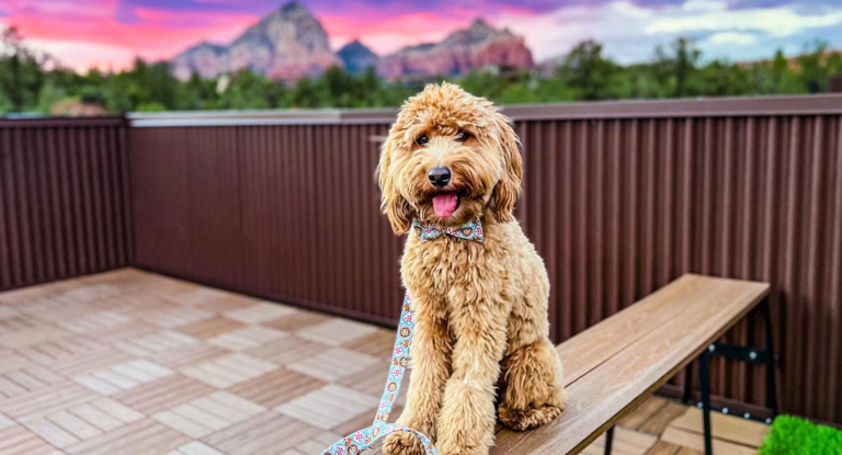 A cute dog on a private rooftop atrium at Ambinete, pet friendly hotels in Sedona AZ
