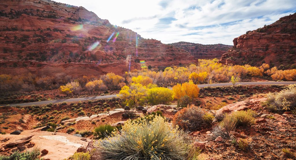 desert fall foliage against the red rocks during October in Sedona